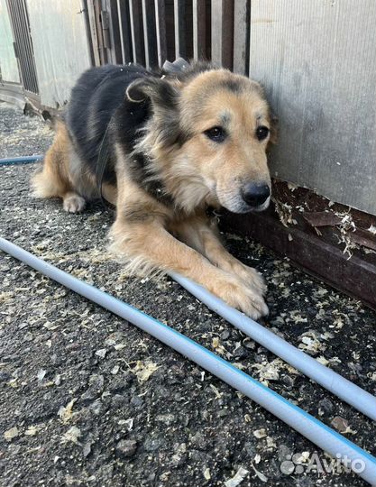 Заберите собачку ждет в приюте