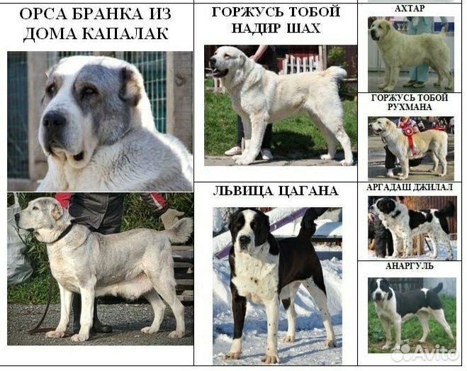 Щенки сао