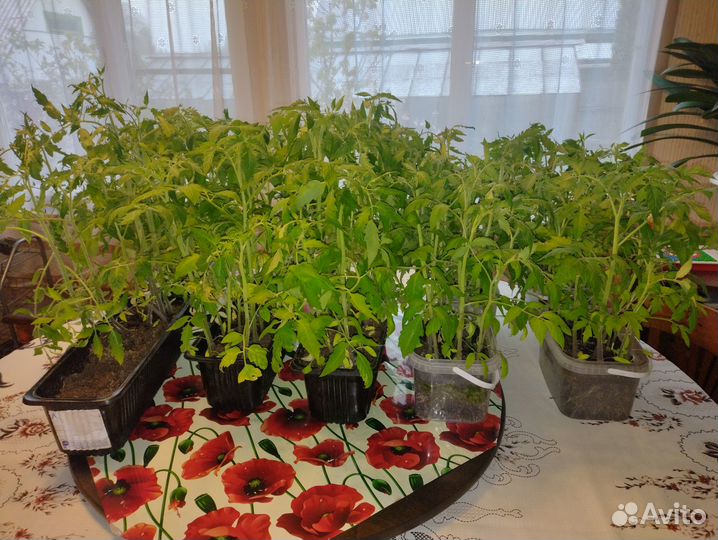 Рассада томатов (помидор)