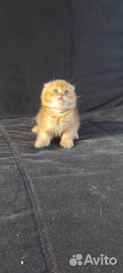 Шотландские котята Золотые шиншиллы