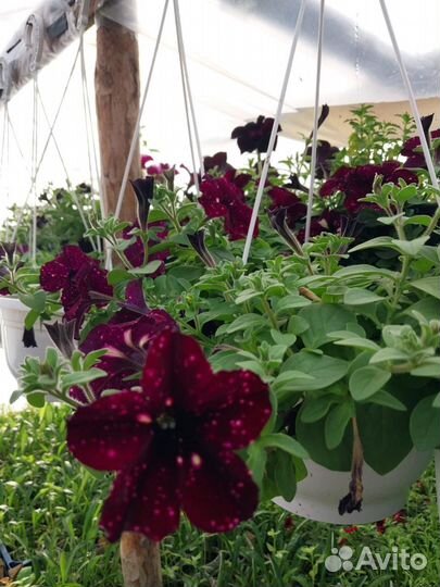 Вегетативные петунии, калиброшки и другие цветы