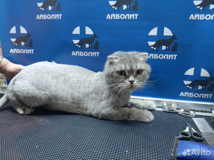 Груминг для собак и кошек