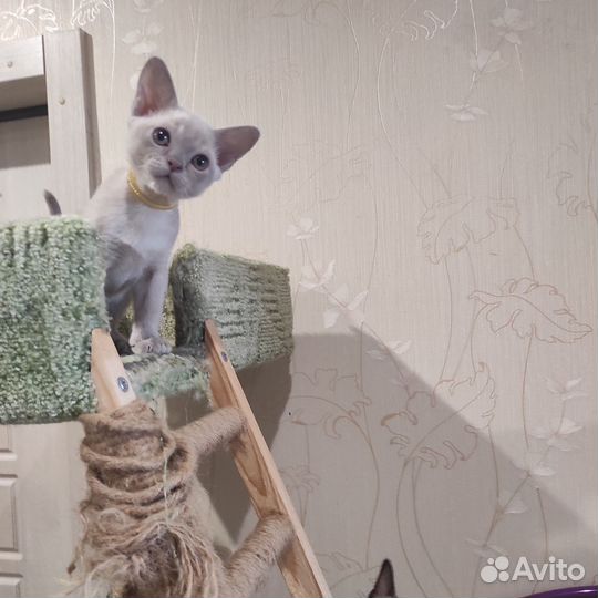 Котята Европейской Бурмы