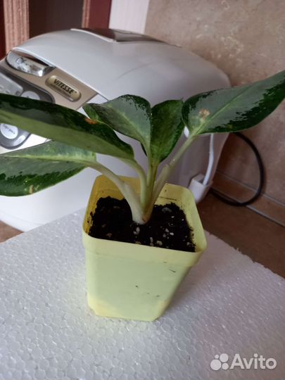 Аглаонема сортовая