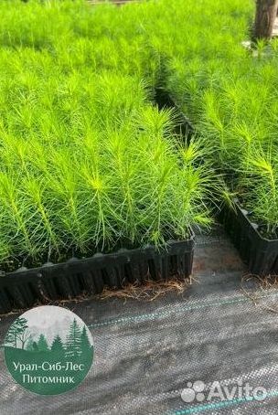 Сосна зкс окс сеянцы Ель Лиственница Голуб Горная