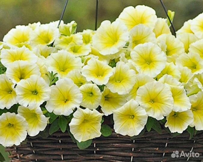 Петуния Изи вэйв ампельная, жёлтая, черенки