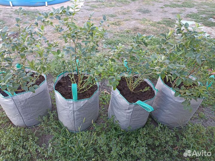 Голубика,саженцы