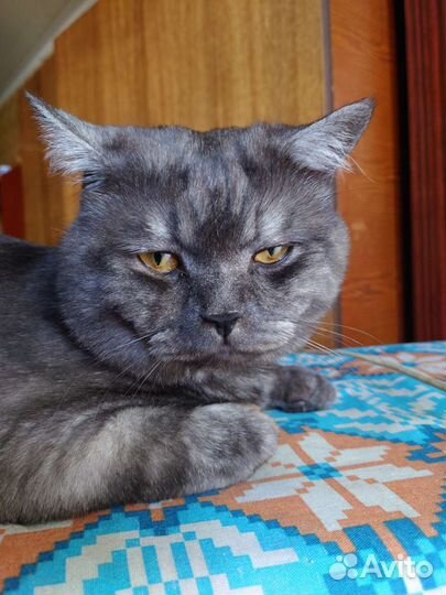 Кот в дар