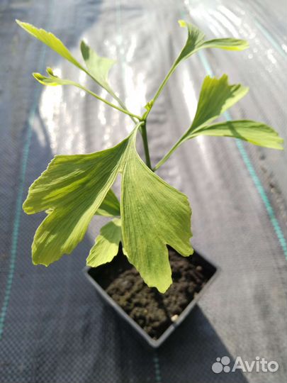 Гинкго билоба