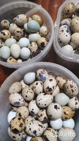 Яйцо домашнее