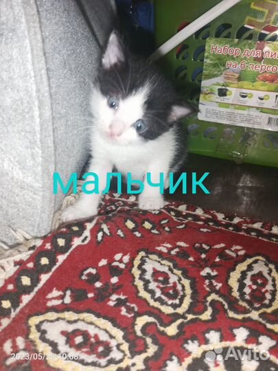 Котята в добрые руки