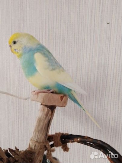 Птенцы волнистый попугай