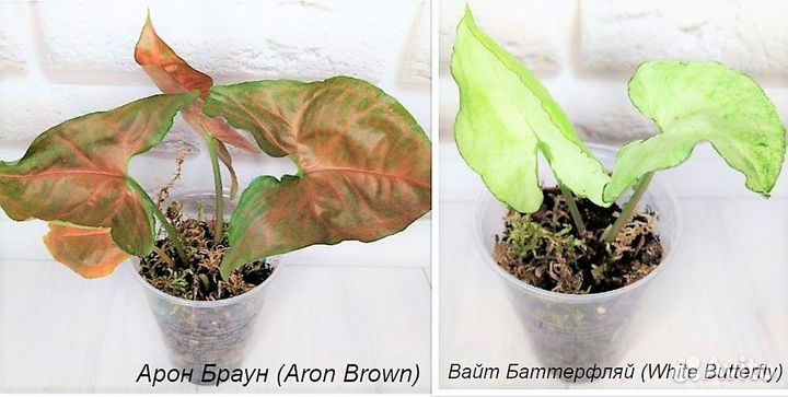 Сингониумы сортовые