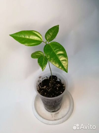 Комнатные растения 111