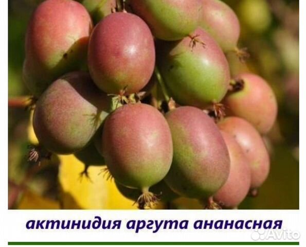 Актинидия аргута