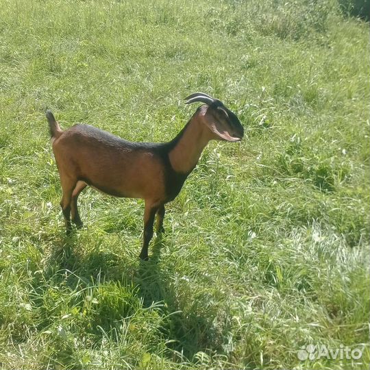 Козы чешки,нубийки,и петухи Кучинской породы