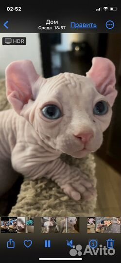 Канадский сфинкс