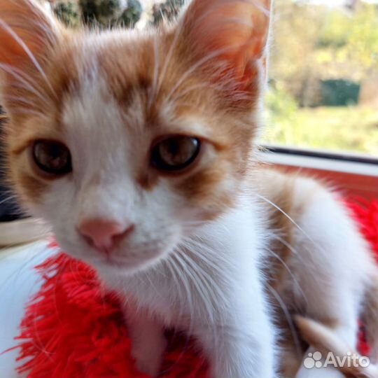 Рыжий котенок