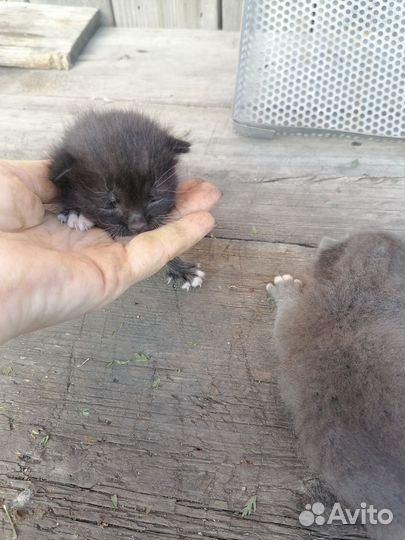 Отдам в добрые руки котят