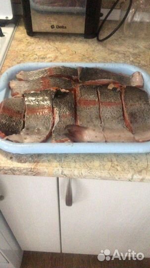 Форель радужная привозим 24 августа