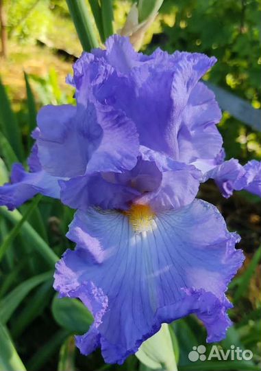 Ирисы бородатые