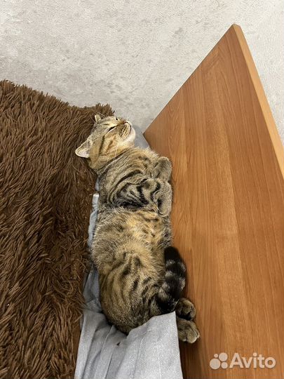 Шотландский кот вязка