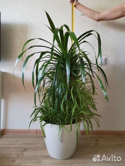 Пальма панданус