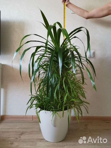 Пальма панданус