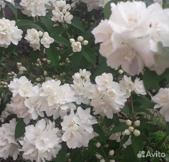 Жасмин садовый (Чубушник)