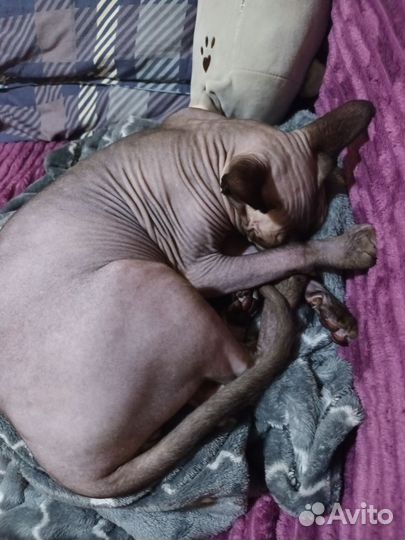 Канадский сфинкс