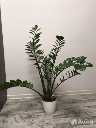 Замиокулькас