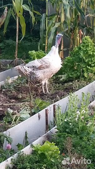 Индюки,семья,4 штуки