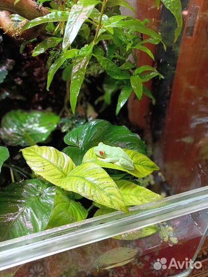 Флорариум палюдариум с 3 квакшами красноглазыми