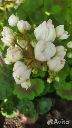 Пеларгония Apple blossom rosebud