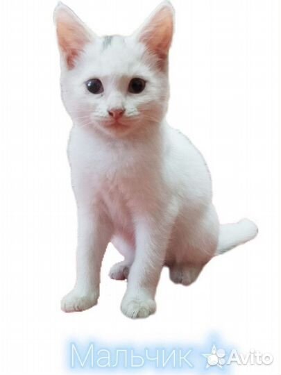 Котики ищут любящих хозяев