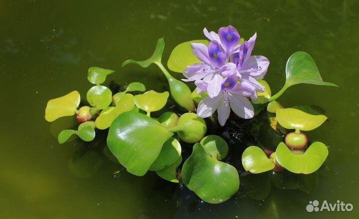 Растения для пруда