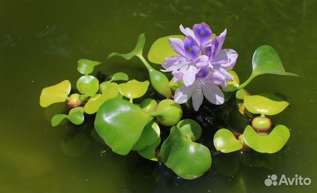 Растения для пруда