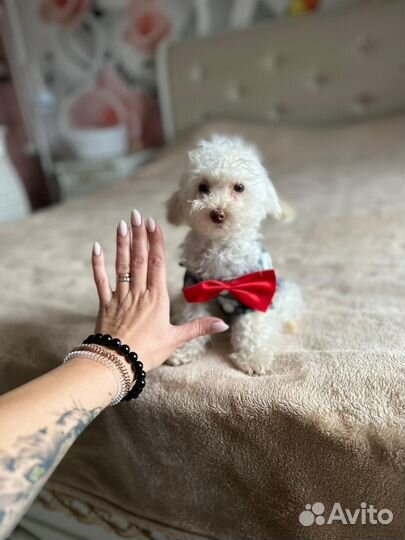 Микро мальчик мальтипу