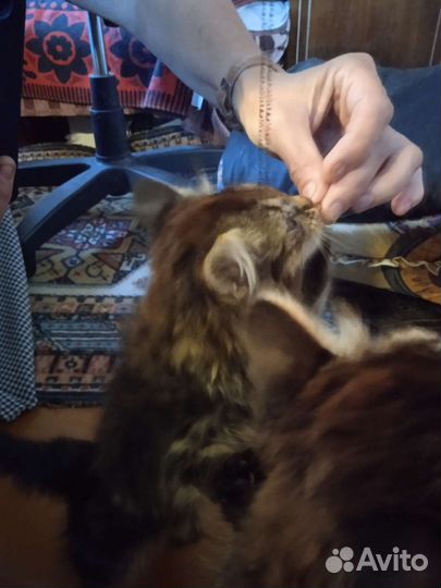 Котята. Контактные, девочки, ласковые, Ищут семью