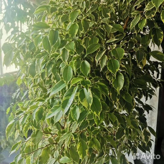 Фикус бенджамина