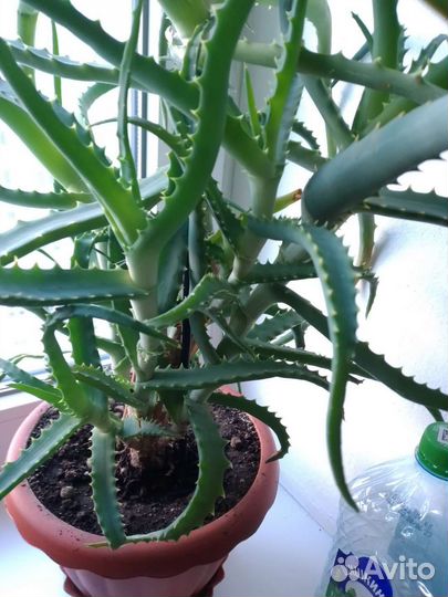 Алоэ столетник