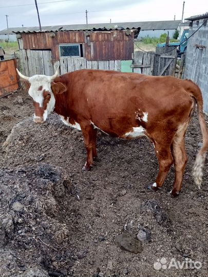 Продаются телки