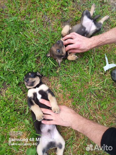 Щенки бесплатно