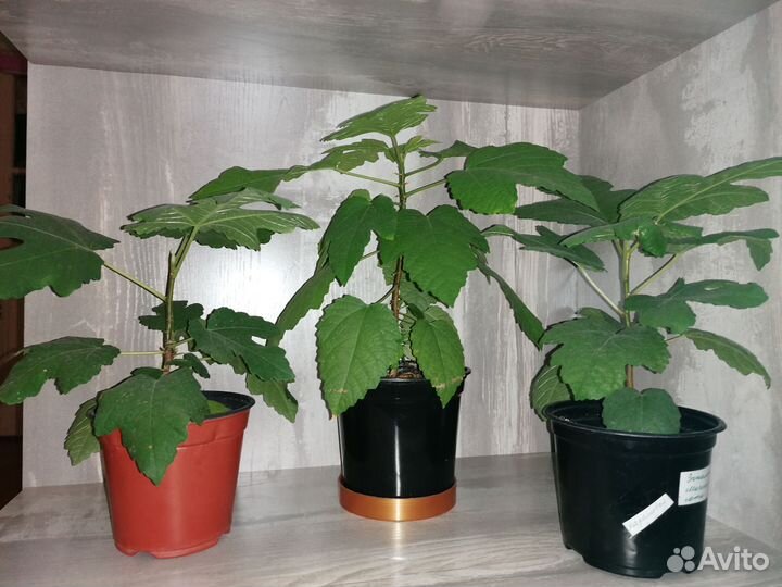 Саженцы инжира, плодоносящий