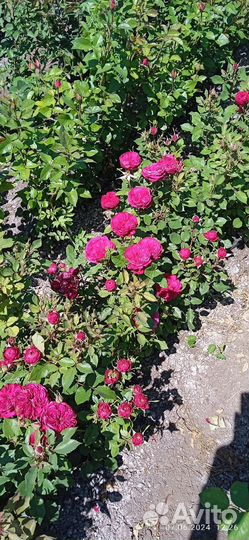 Кустовые розы саженцы