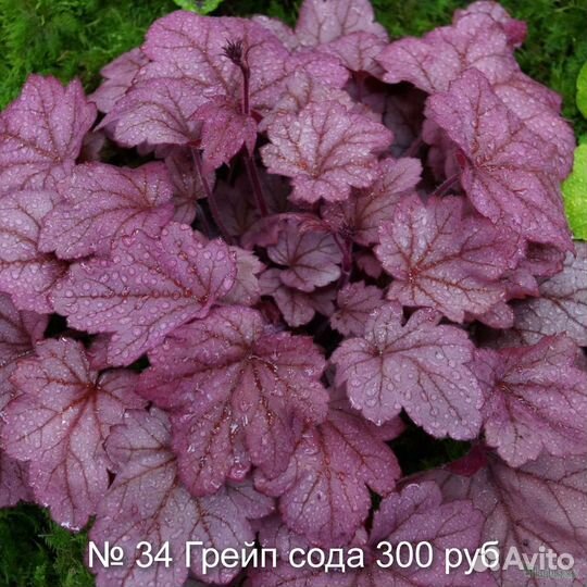 7 Многолетники. Продаю гейхеры