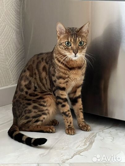 Бенгальский кот