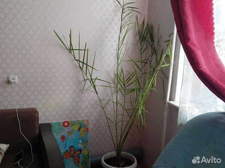 Финиковая пальма