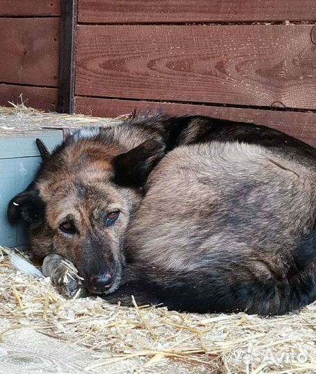 Тихо умрёт в клетке без любви