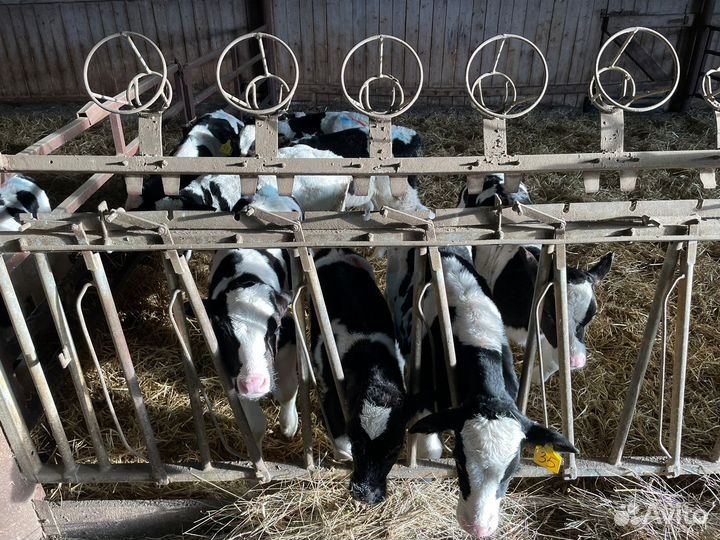 Теляьа бычки